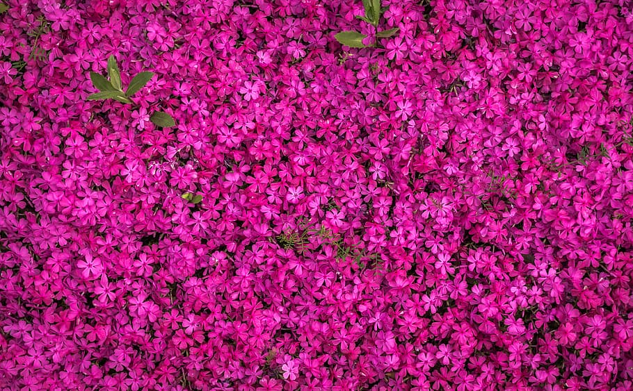 pink, flower field, aerial, photography, flowers, spring, spring flowers, purple, texture, pattern