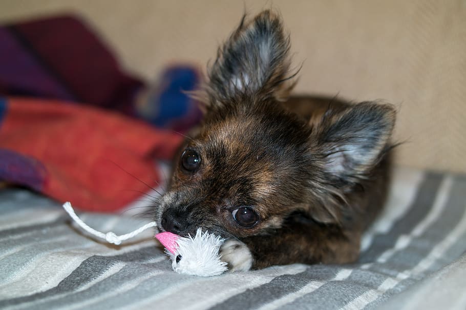 Chihuahua, Dog, Puppy, Toys, chihuahua, dog, baby, dog toy, play, young, cute