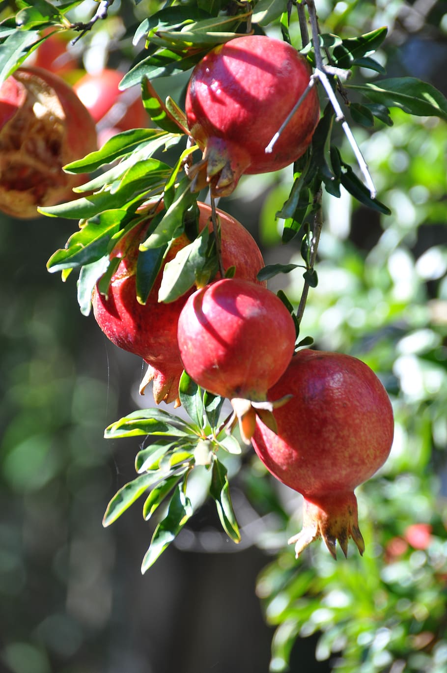 pomegranate, fruit, fruits, tree, food and drink, food, healthy eating, growth, freshness, red