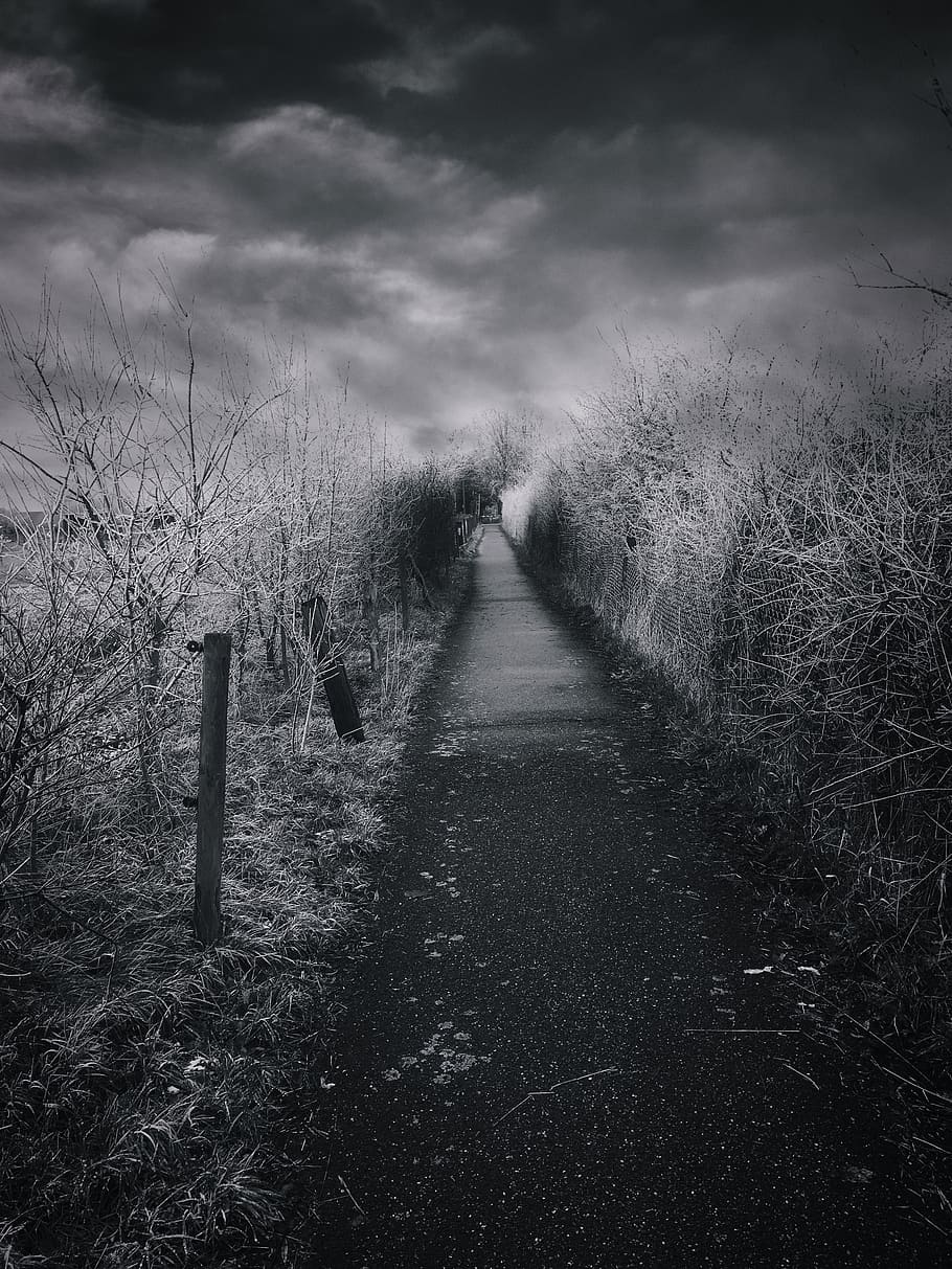 Frost, greyscale photography of pathway, plant, the way forward, direction, land, tranquility, cloud - sky, nature, tranquil scene