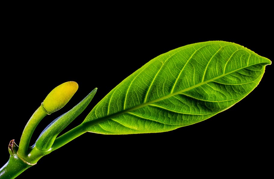 Jack Fruit, hoja, hojas, verde, jack fruit leaf, naturaleza, color verde, planta, frescura, primer plano
