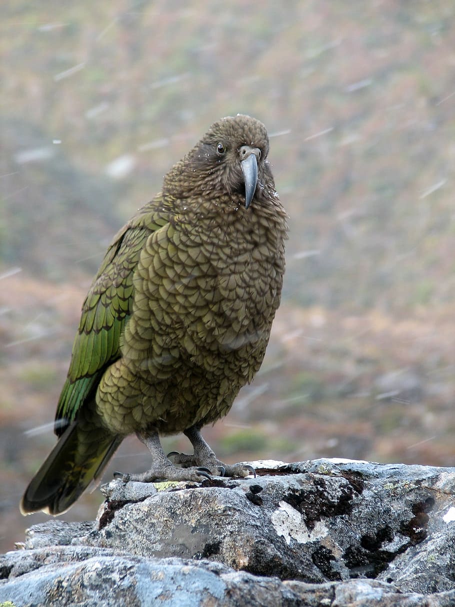 kea mountain parrot, -, Kea, Mountain Parrot, Nestor notabilis, arthur pass, Burung, foto, Selandia Baru, parrot