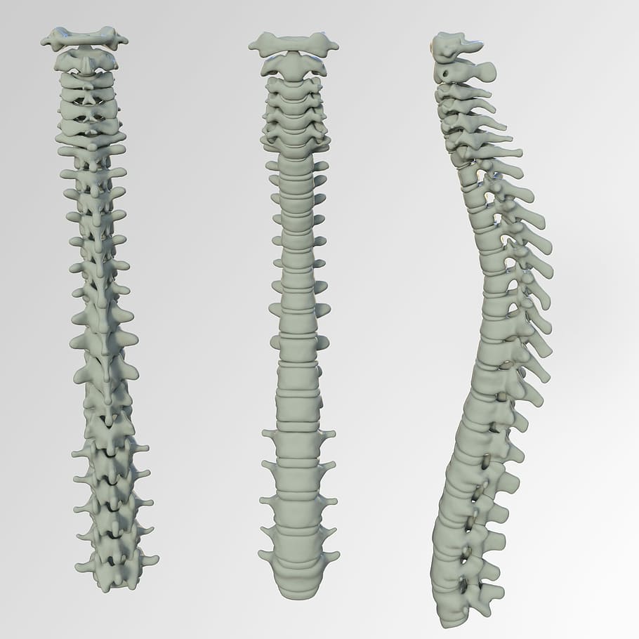 espinal, collage de hueso de la médula, columna vertebral, hueso, dolor de espalda, vértebras, discos intervertebrales, hernia de disco lumbar, anatomía, humano
