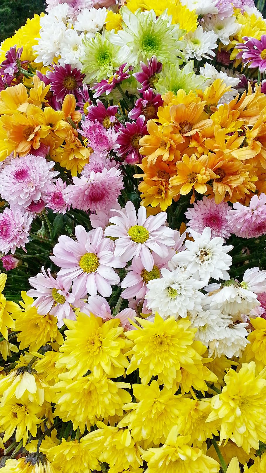 꽃, 아름다운 꽃, 정원 꽃, 노란 꽃, 자연, 여름 꽃, 식물, 꽃밭, 야생의 꽃, 들판의 꽃