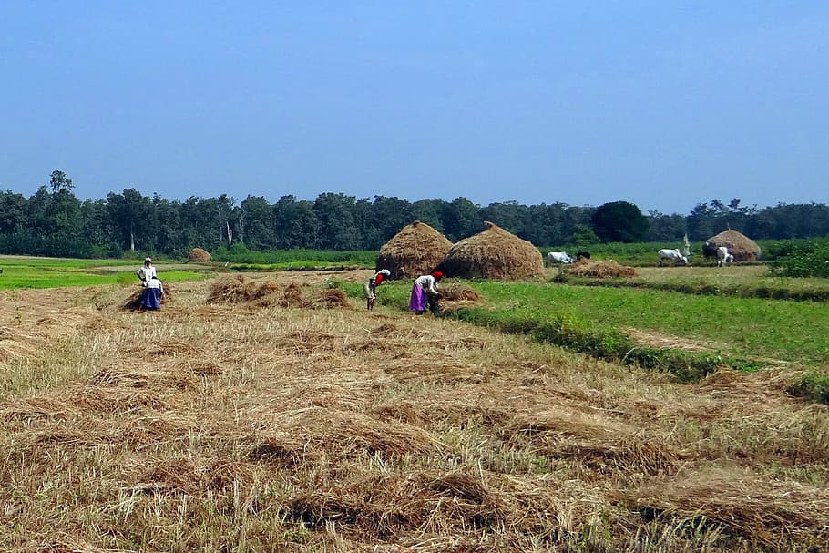 Paddy, Harvest, Kalghatgi, Dharwad, India, paddy harvest, farm oxen, workers, field, animal