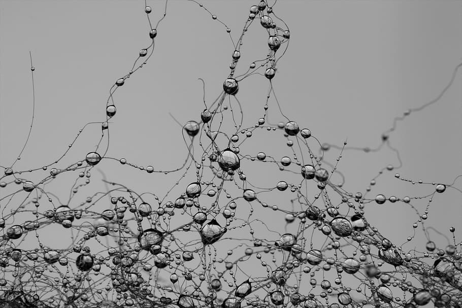 grayscale photography, water dews, drop, network, synapse, pearl, gray, raindrop, villa, branch
