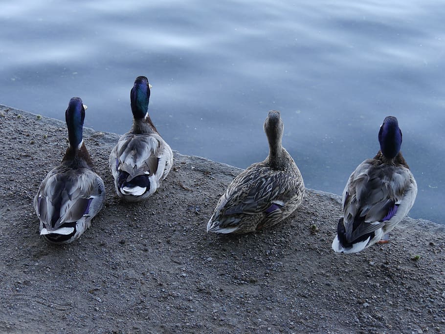 Ducks, Pensive, four ducks, pensive ducks, duck backs, duckies, duck, nature, four duck, city of nature