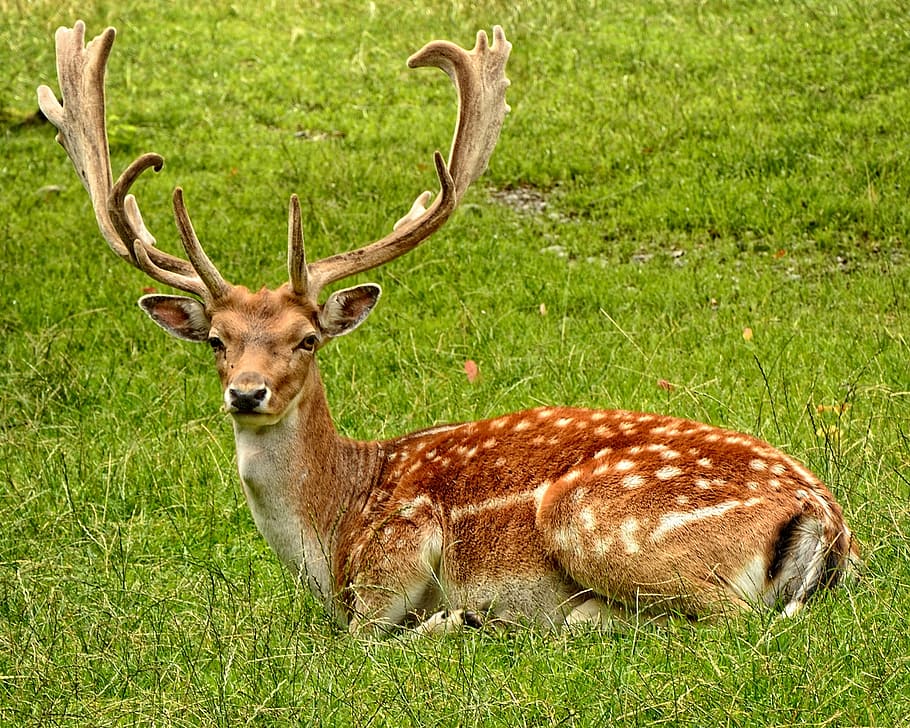 deer, leaning, lawn field, antler, antler carrier, fallow deer, hirsch, dama dama, male, wild animal