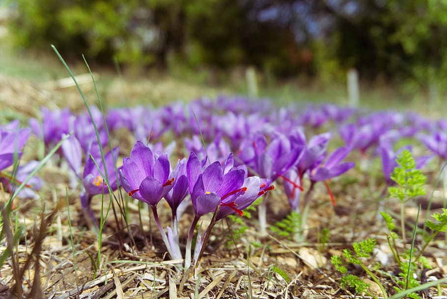 saffron, crocus sativus, saffron flower, fall, spice, flower, plantation, flowering plant, plant, purple