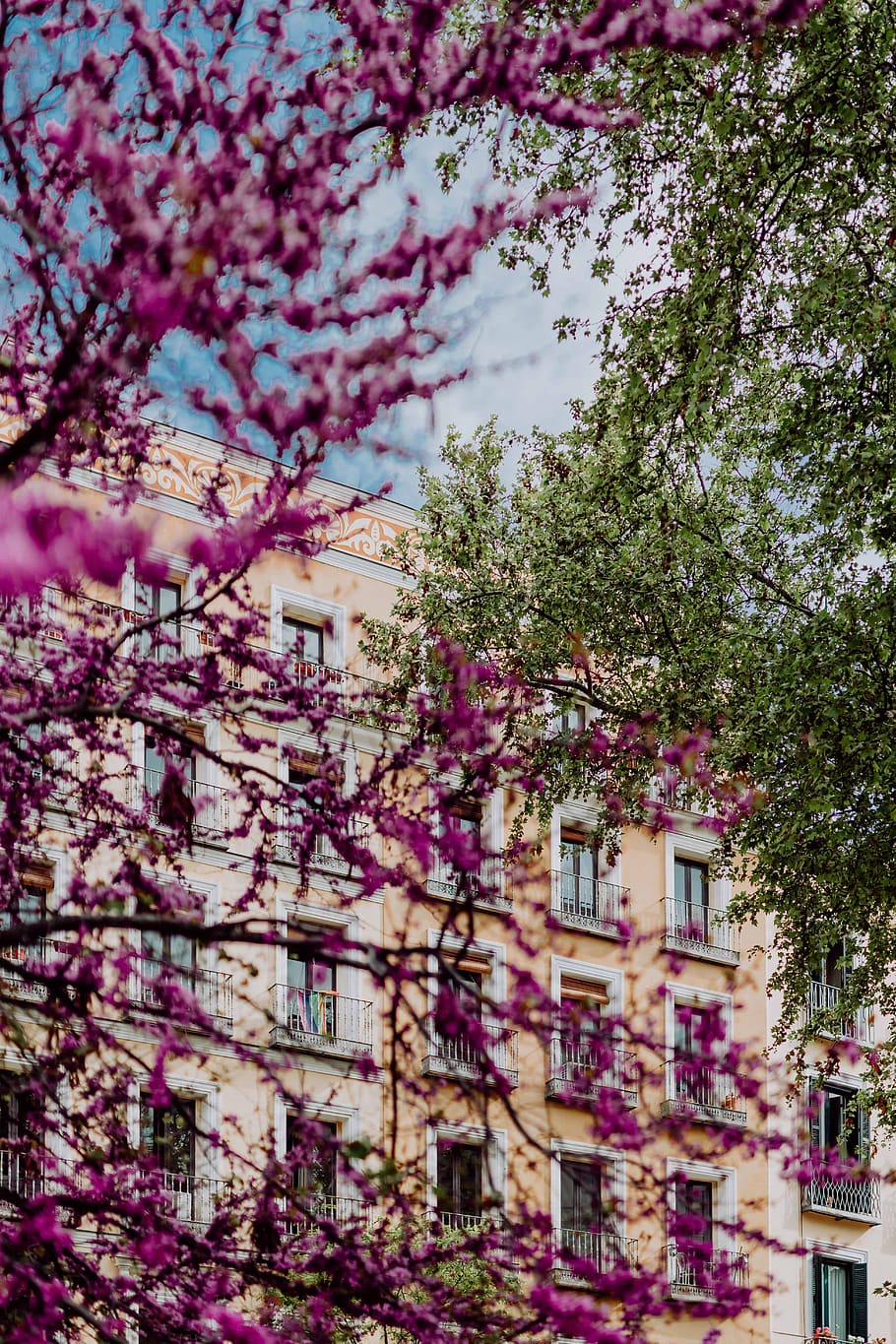 pohon, merah muda, mekar, musim semi, April, Eropa, bunga, Yudas, Madrid, Spanyol