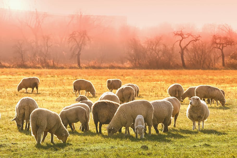 rebanho de ovelhas, animal, ovelha, prado, pastar, natureza, pecuária, animais, cordeiro, rosto de ovelha