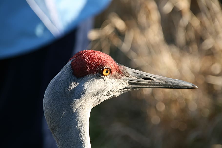 lesser sandhill crane, head, beak, bird, large, portrait, wildlife, nature, outdoors, looking