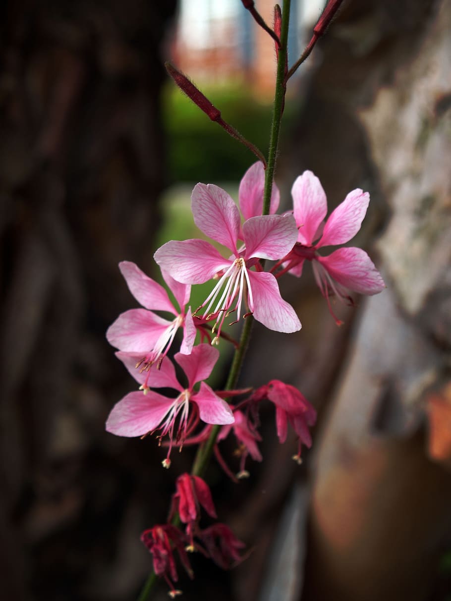 もみじ 花 春 つぼみ 木 植物 開花植物 ピンク色 自然の美しさ 成長 Pxfuel