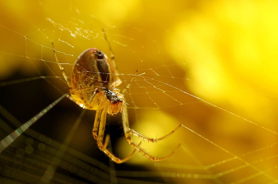 brown barn spider, spider, network, nature, close, cobweb, insect, macro, macro photography, silk thread