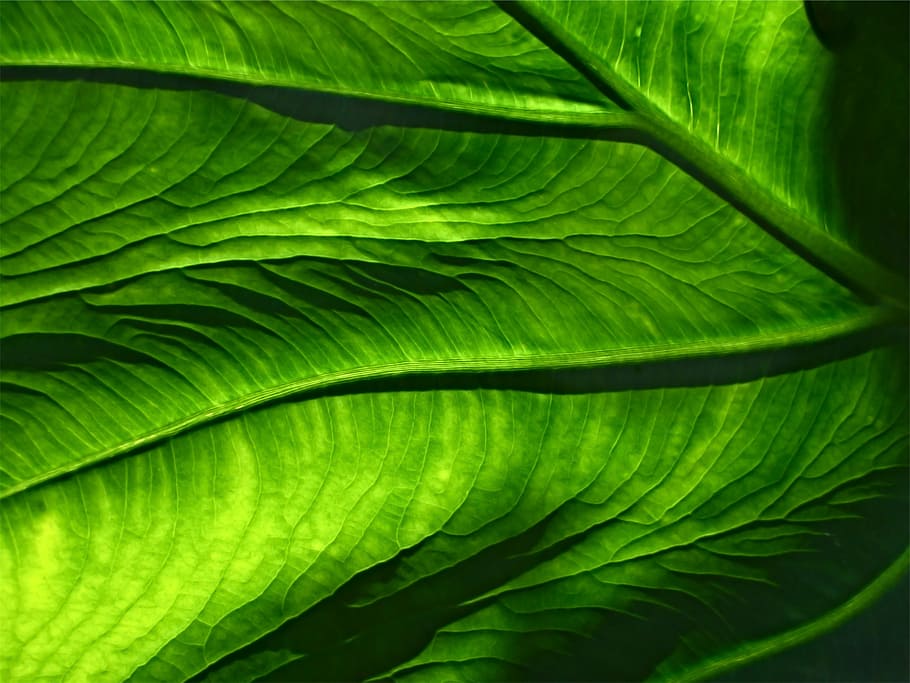 fotografia, verde, folha, raso, foco, folhas, cor verde, fronde, frescura, natureza