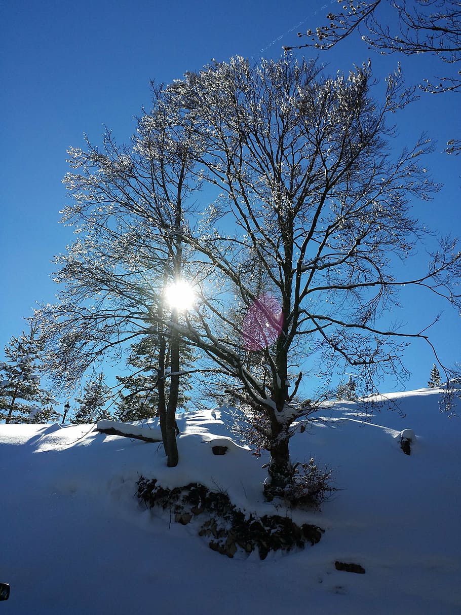 invernal, nieve, paisaje nevado, magia de invierno, árbol, senderismo, naturaleza, sol, baviera, invierno