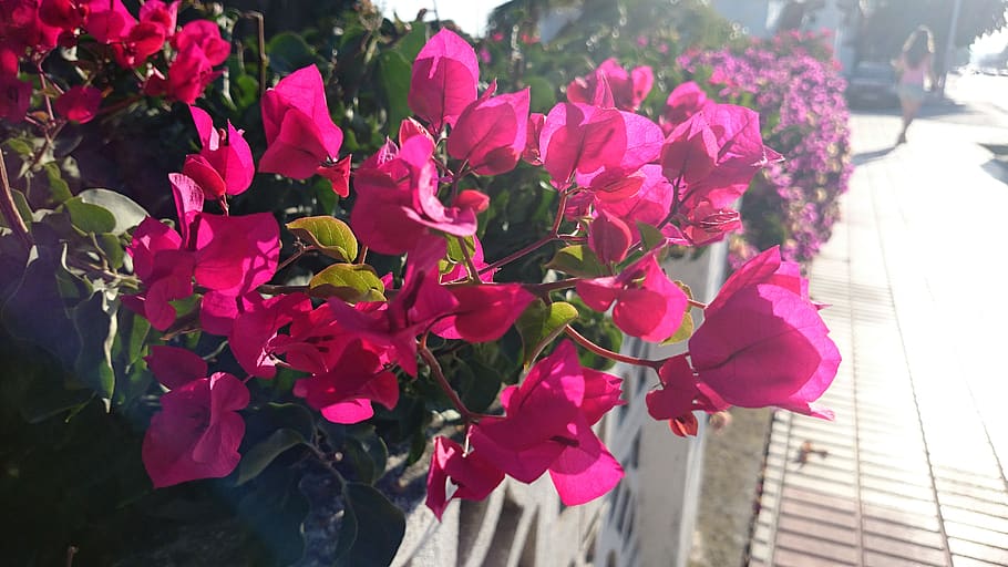 merah muda, bunga, taman, pagar, trotoar, tanaman berbunga, menanam, keindahan di alam, kesegaran, kerapuhan