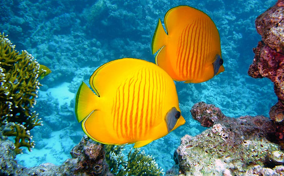 two, yellow, discus fishes, zitronenfalter fish, fish, exotic, tropical, diving, underwater, water