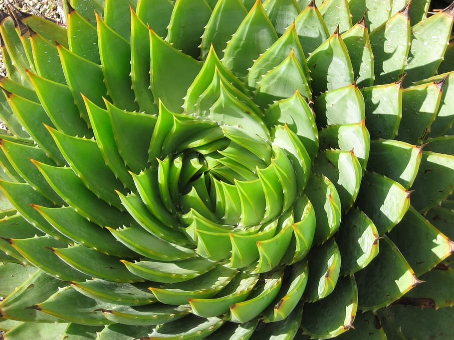 green succulent, spiral, succulent, cactus, rosette, green, plant, design, artistic, echeveria