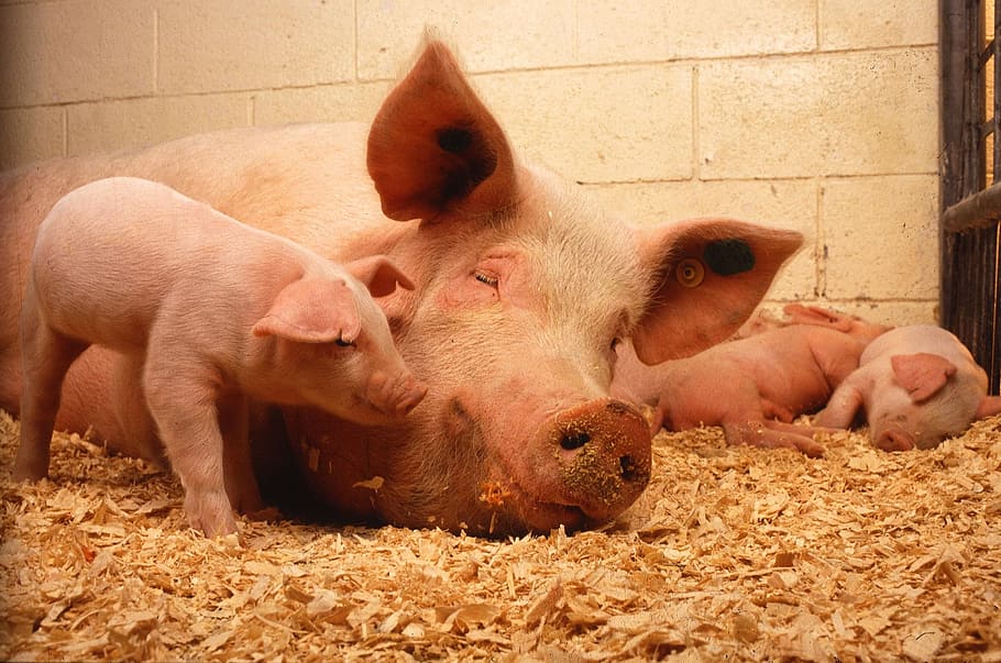 pink, pig, coral, pigs, domestic, animals, fauna, pork, livestock, piglet