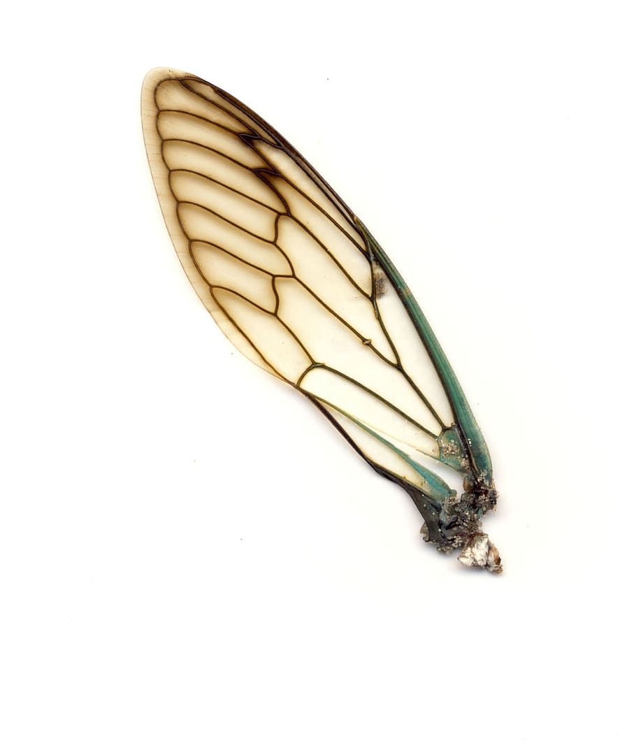 termite wing illustration, wing, insect, dragonfly, bug, macro, wildlife, chitin, white background, studio shot