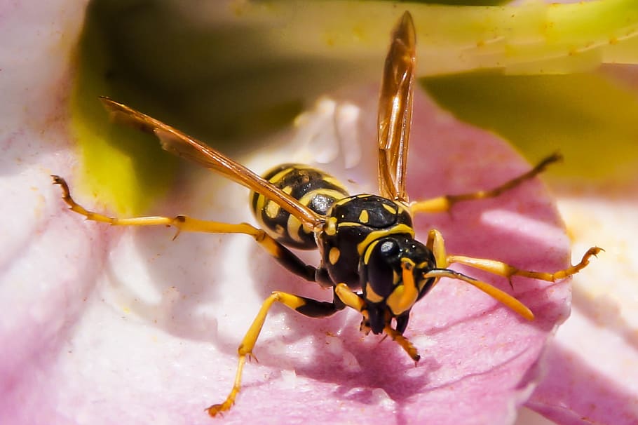 Wasp, Hornet, Animal, Insect, Nature, blossom, bloom, close, macro, bee
