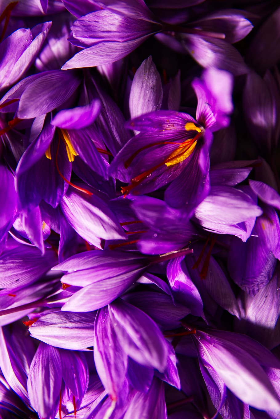 saffron, spice, pistils, pistils of saffron, harvest, flowers, red gold, health, plantation, poitiers