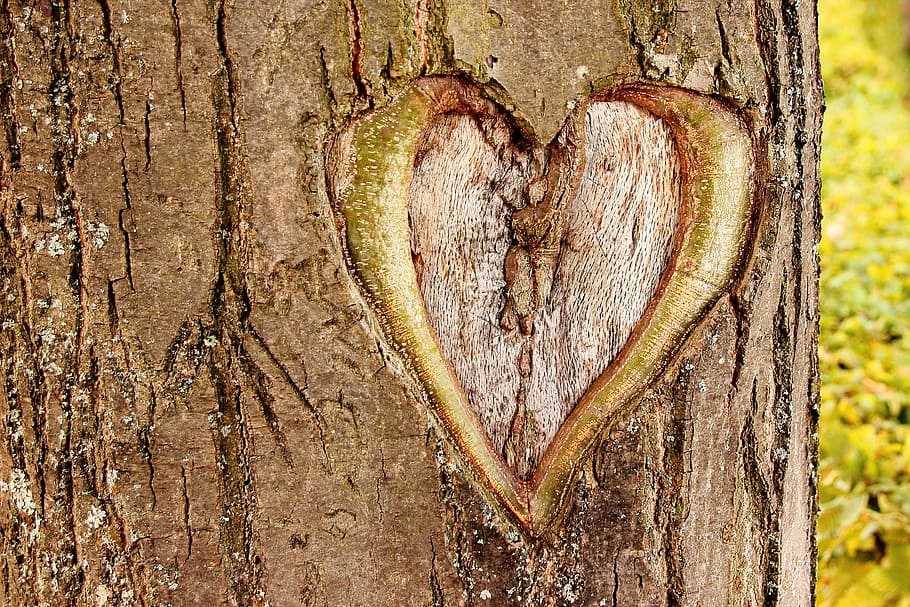 heart, brown, tree trunk, tree, love, valentine's day, bark, tree bark, loyalty, relationship