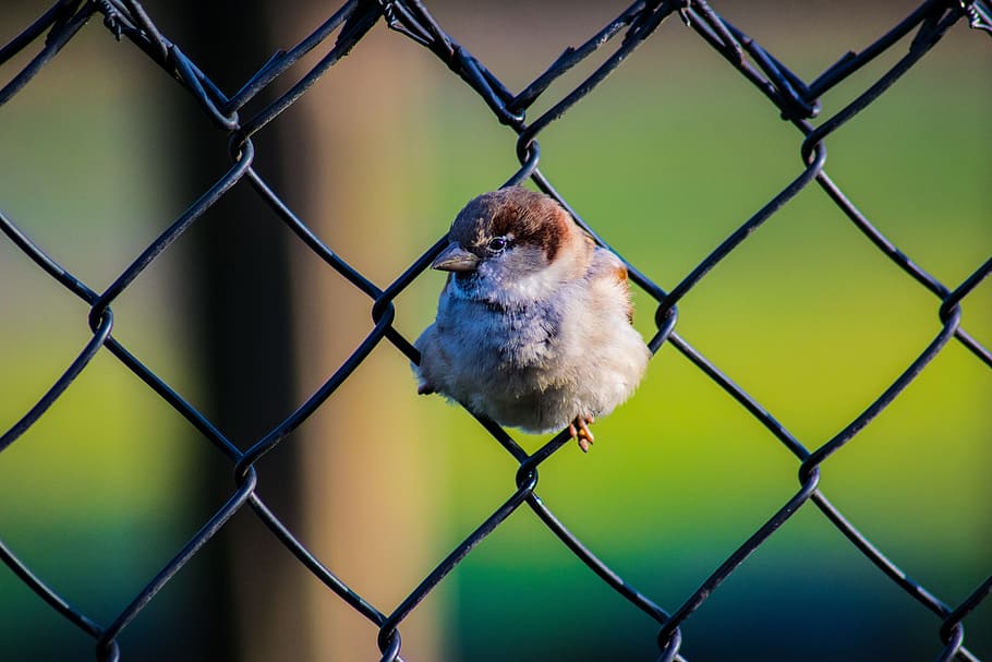 brown, bird, chain link fence, fence, green, nature, animal, outdoor, cute, funny