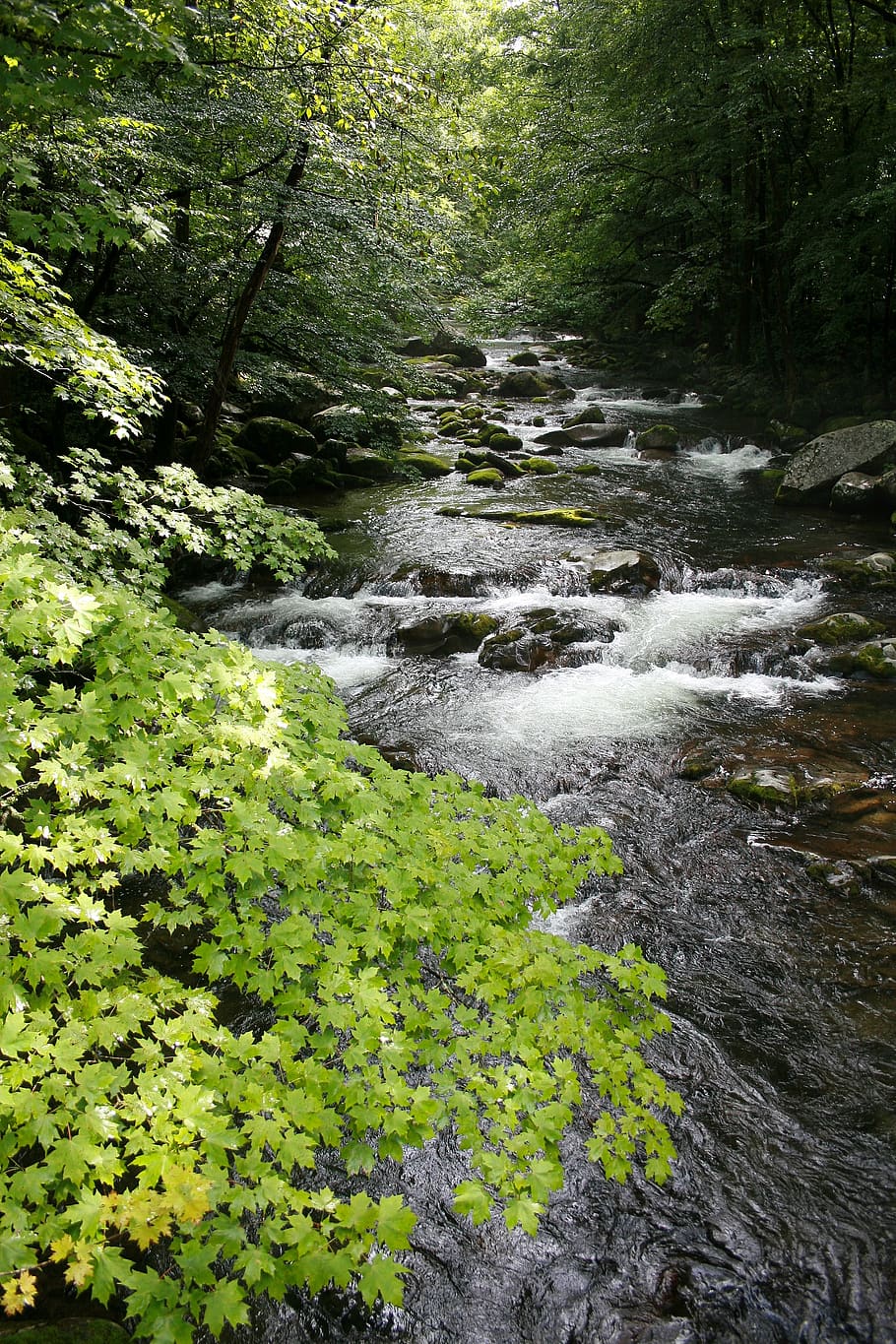 stream, forest, nature, water, green, creek, beautiful, flowing, outdoor, tree