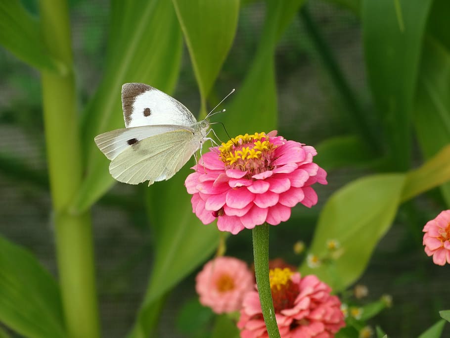 kubis, putih, kupu-kupu, bertengger, ungu, bunga petaled, closeup, fotografi, bunga, hijau