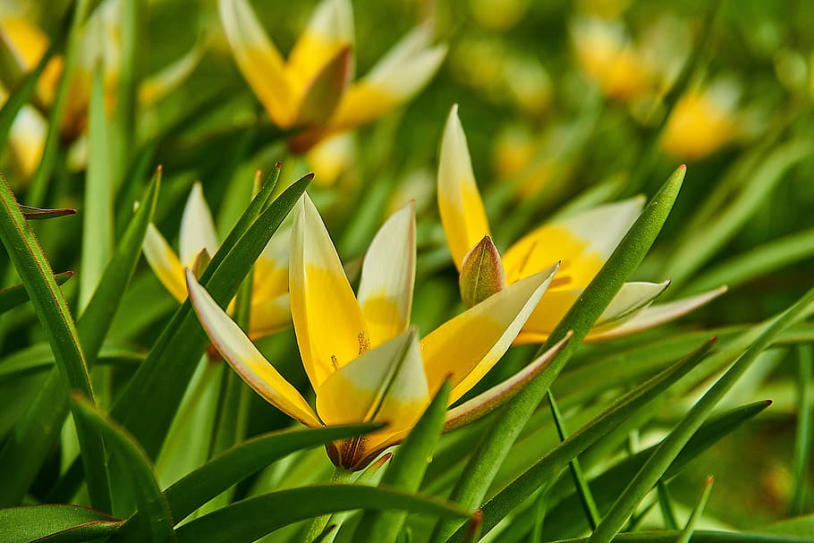 tarda tulip, tulipa tarda, bintang-tulip, tulipa, tulip, keluarga lily, liliaceae, tutup, bunga musim semi, mekar