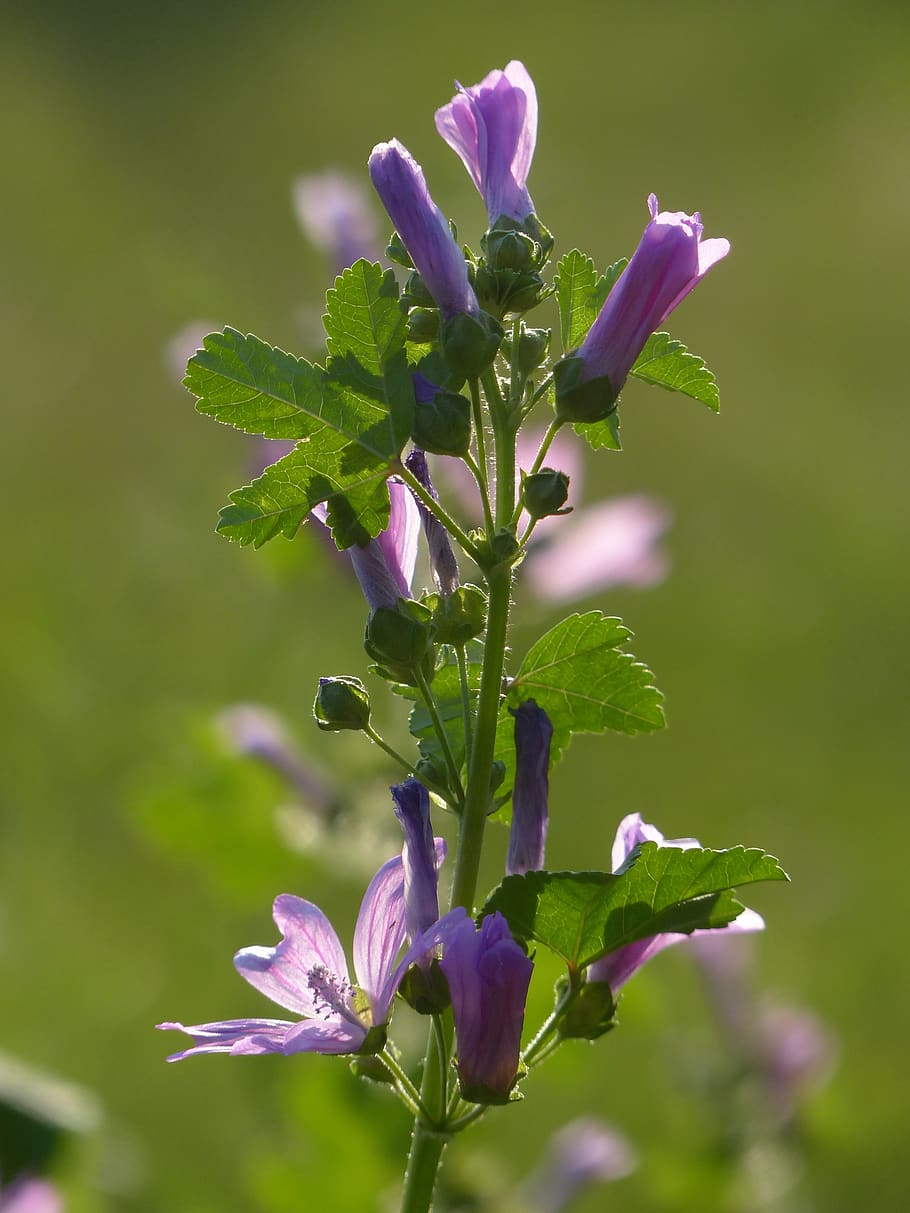 flor silvestre, sol, soleado, lila, flor, floración, verano, prado, hierba,  campo | Pxfuel