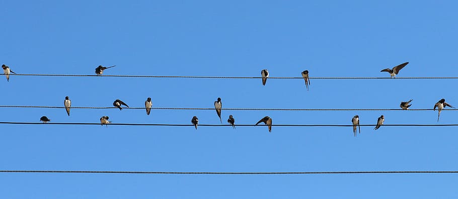 flock, barn swallows, perched, cable, daytime, swallow, birds, wire, stol, blue