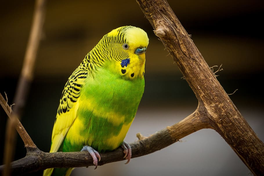 yellow, green, budgerigar, perched, brown, branch, daytime, animal, avian, bird