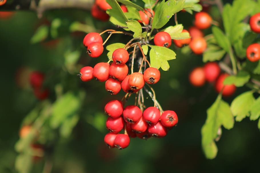 hawthorn, bush, red, fruits, berries, leaves, aesthetic, vegetation, fruit, branch