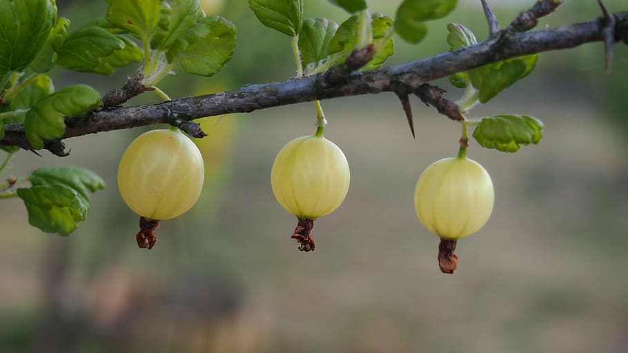 Gooseberry, Fruit, Sprig, Sad, green, plant, growth, hanging, food, nature