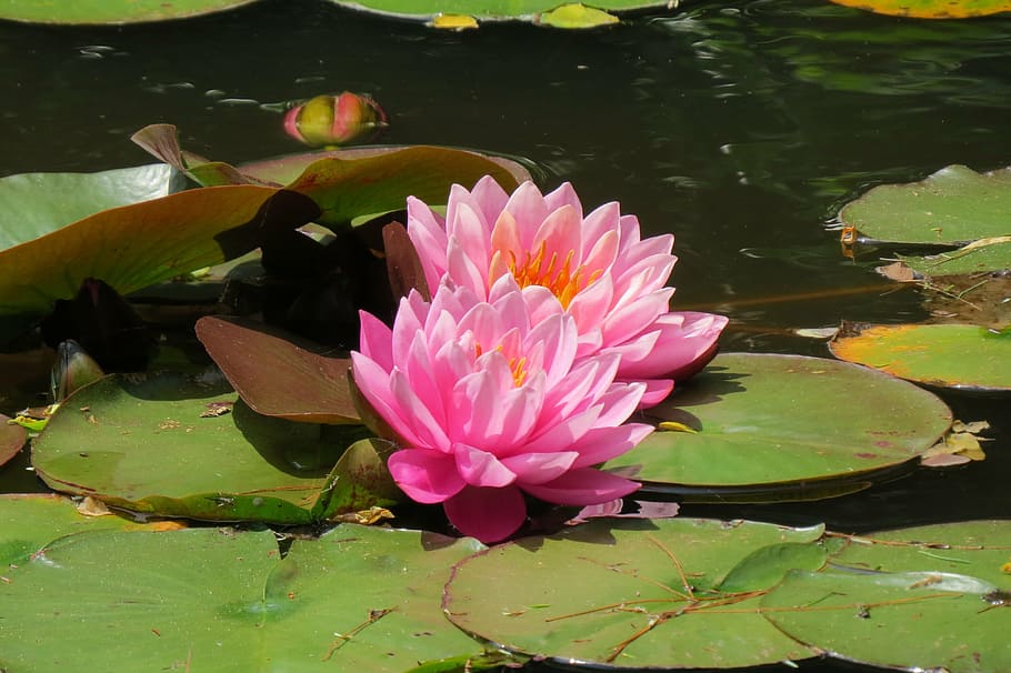water lily, flower, heritage museums, cape cod, pink, aquatic, flowering plant, pink color, pond, beauty in nature