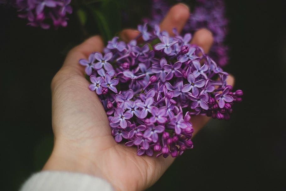 人, 保持, 紫, 花びらをつけた花, 手, 手のひら, 花, 花びら, 屋外, 暗い