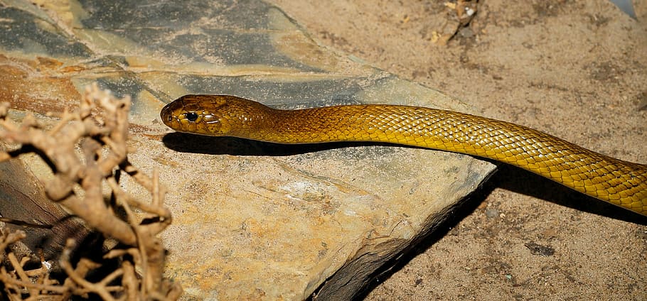 serpiente cobra amarilla, serpiente, Taipan interior, Australia, animal, peligroso, amenazante, escala, hermosa, fatal