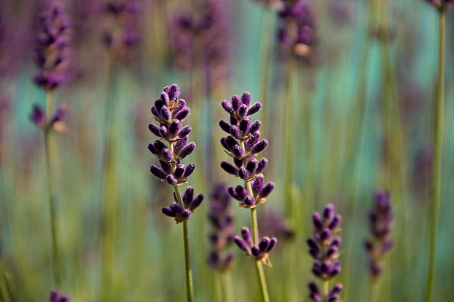 foto close-up, ungu, bunga petaled, lavender, violet, close, alam, bunga lavender, musim panas, mekar