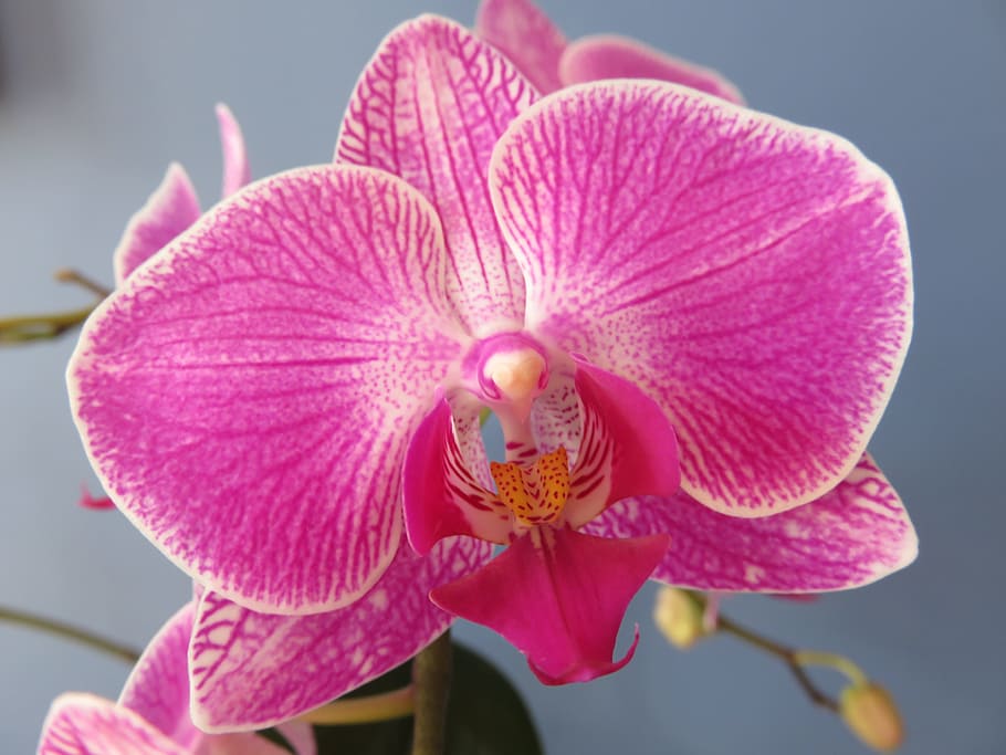 selective, focus photography, pink, boat orchid, bloom, Phalaenopsis, Orchid, Flower, Blossom, orchid, flower