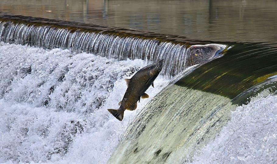 salmon, jumping, upstream, water, motion, long exposure, flowing water, nature, splashing, aquatic sport