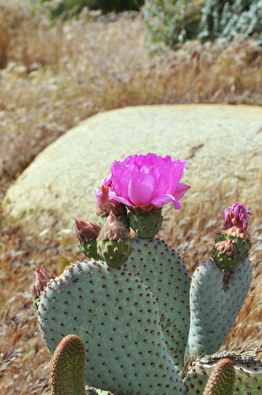 selective, focus photography, pink, flowering barbary fig cactus, cacti, cactus, desert, plant, succulent, flora