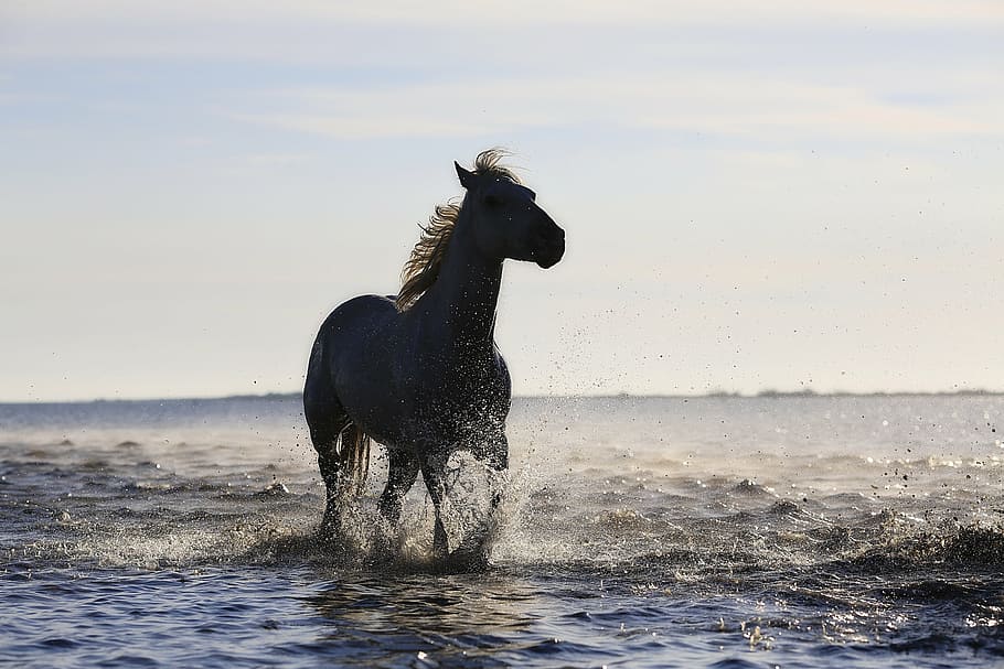 negro, caballo, corriendo, orilla del mar, blanco, cielo, galope, caballos, estándar, equino