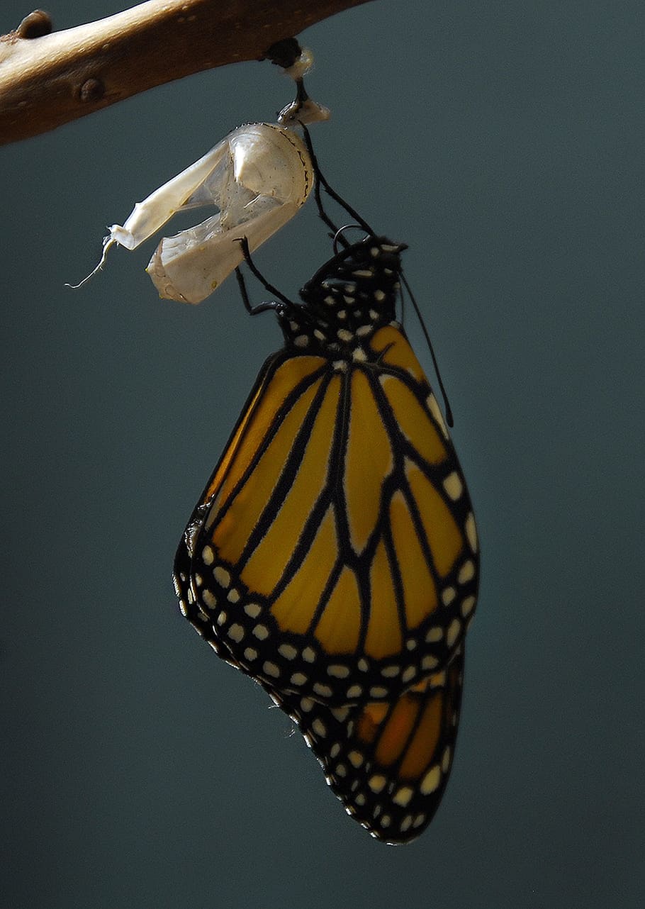 mariposa monarca, monarca, mariposa, capullo, insecto, naturaleza, naranja, vida silvestre, colorido, migración