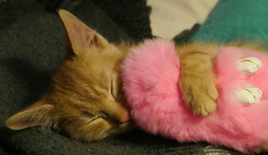 orange, tabby, kitten, hugging, pink, plush, toy, cute, pet, cat
