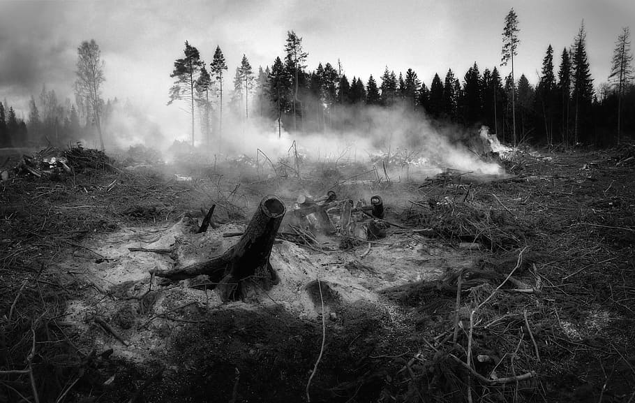 grayscale photography, forest battleground, Fire, Smoke, Tree, the forest fell, smoke, tree, wildfire, nature, forest