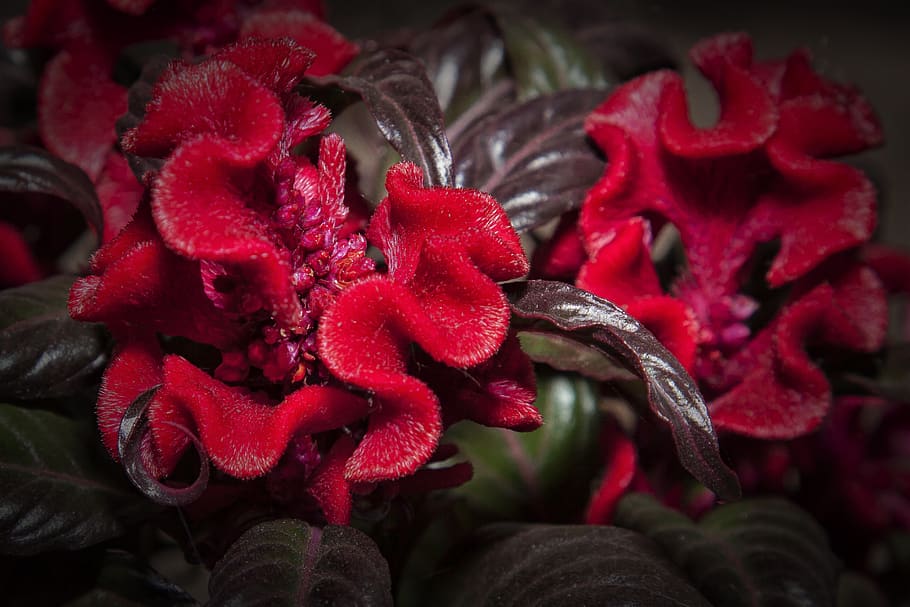 celosia, red, flower, blossom, bloom, nature, plant, close up, cockscomb, leaves