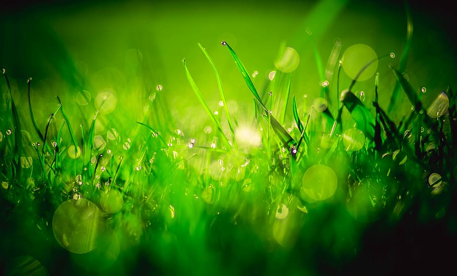 macro photography, green, grass, daytime, water, drops, herbs, rosa, the background, bokeh
